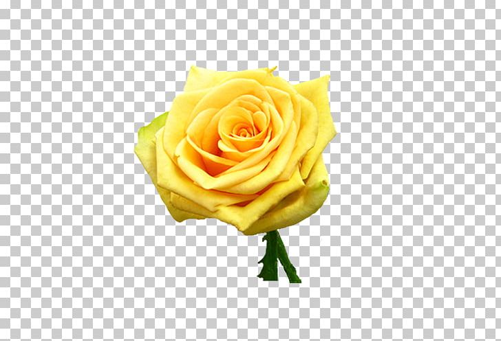 Garden Roses Cut Flowers Petal PNG, Clipart, Cumbia, Cut Flowers, Flower, Flowering Plant, Flowers Free PNG Download