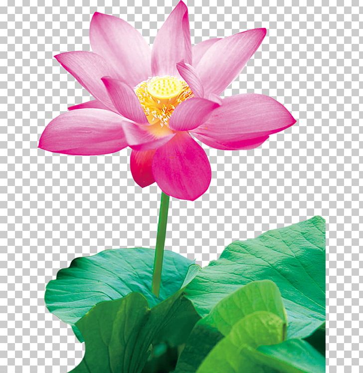 Nelumbo Nucifera Nelumbo Lutea Painting Water Lily PNG, Clipart, Annual Plant, Aquatic Plant, Computer Software, Download, Drawing Free PNG Download