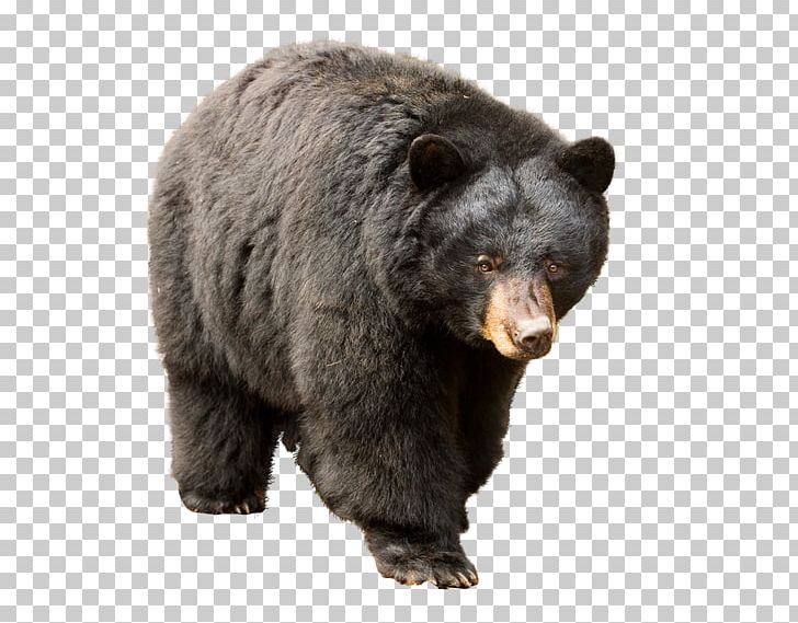 Bear Hunting Desktop PNG, Clipart, American, Animals, Asian Black Bear, Bear, Bear Attack Free PNG Download