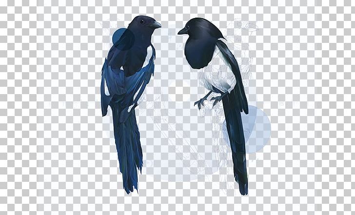 Crows Eurasian Magpie PNG, Clipart, Adobe Illustrator, Animals, Beak, Bird, Black Crow Free PNG Download