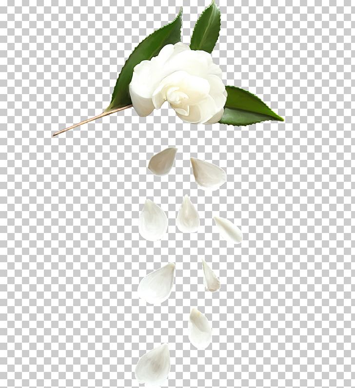 Flower Rosa × Alba Petal Computer File PNG, Clipart, Background White, Black White, Branch, Encapsulated Postscript, Euclidean Vector Free PNG Download