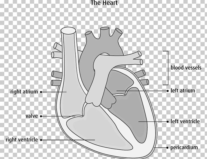 Interventricular Septum Heart Anatomy Diagram Cardiovascular Disease PNG, Clipart, Anatomy, Angle, Area, Arm, Black And White Free PNG Download