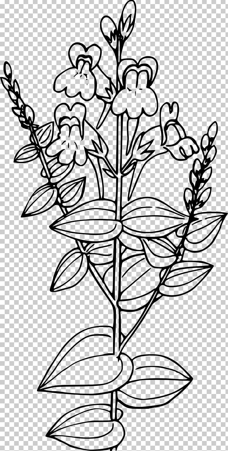 Linaria Vulgaris PNG, Clipart, Black And White, Branch, Celebrate, Coloring Book, Description Free PNG Download