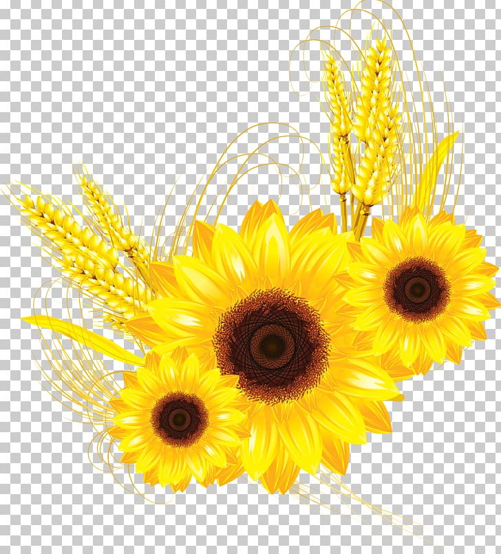 Photography Sunflower Others PNG, Clipart, Aycicegi, Commodity, Common Sunflower, Cut Flowers, Daisy Family Free PNG Download