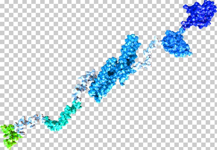 Amyloid Precursor Protein Beta-secretase 1 Alzheimer's Disease Amgen PNG, Clipart,  Free PNG Download