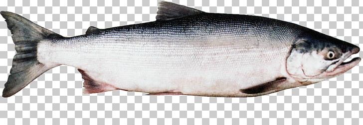 Coho Salmon Sockeye Salmon Chinook Salmon Chum Salmon PNG, Clipart, Animal Figure, Animals, Animal Source Foods, Bony Fish, Chinook Salmon Free PNG Download