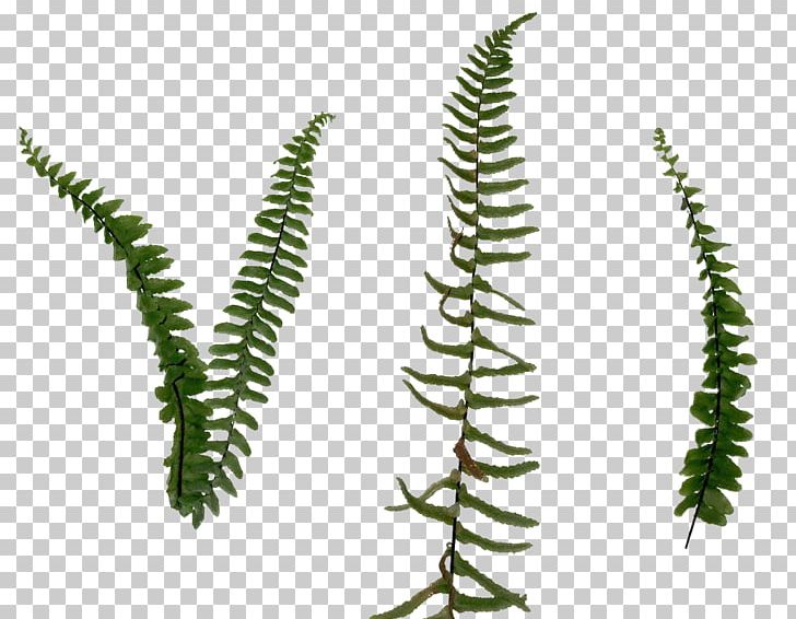 Fern Leaf PNG, Clipart, Cannabaceae, Computer Icons, Digital Image, Fern, Ferns And Horsetails Free PNG Download