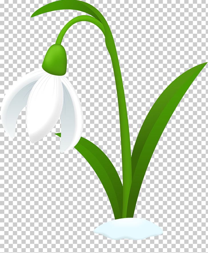 Snowdrop Computer Icons Australian Cuisine PNG, Clipart, Australian Cuisine, Computer Icons, Drawing, Flora, Flower Free PNG Download