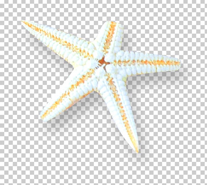 Starfish Pattern PNG, Clipart, Animals, Concise, Decoration, Echinoderm, Invertebrate Free PNG Download