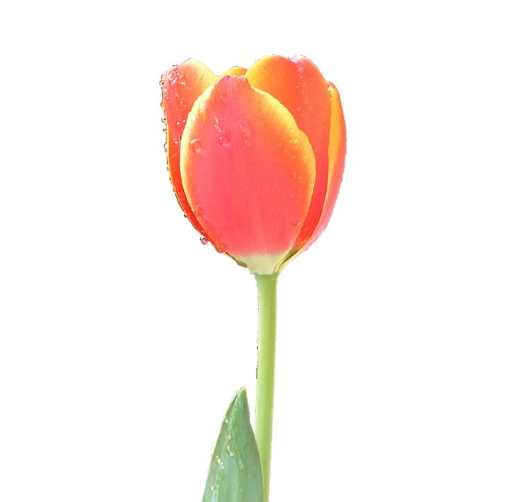 Tulip Flower PNG, Clipart, Bud, Closeup, Cut Flowers, Desktop Wallpaper, Drawing Free PNG Download