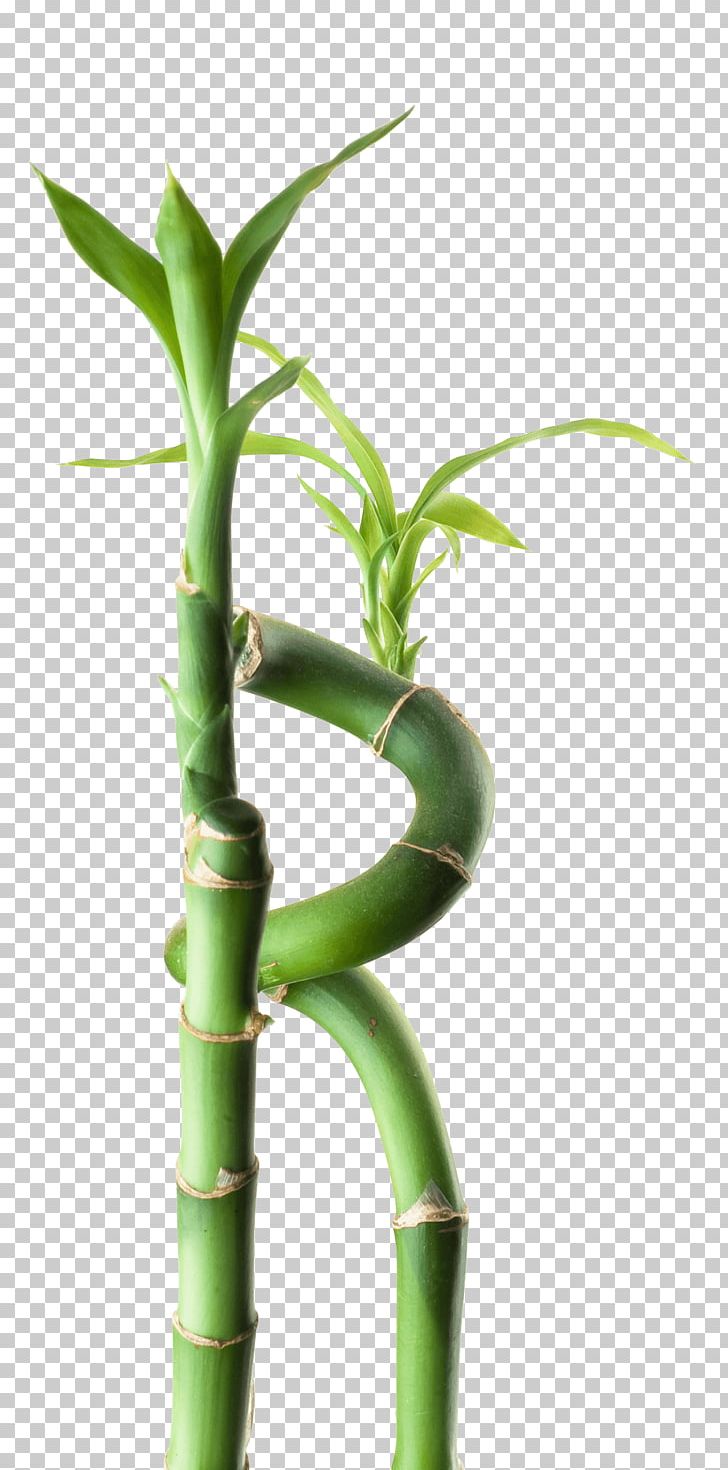 Bamboo Flowerpot PNG, Clipart, Bamboo, Flowerpot, Grass Family, Plant Stem Free PNG Download