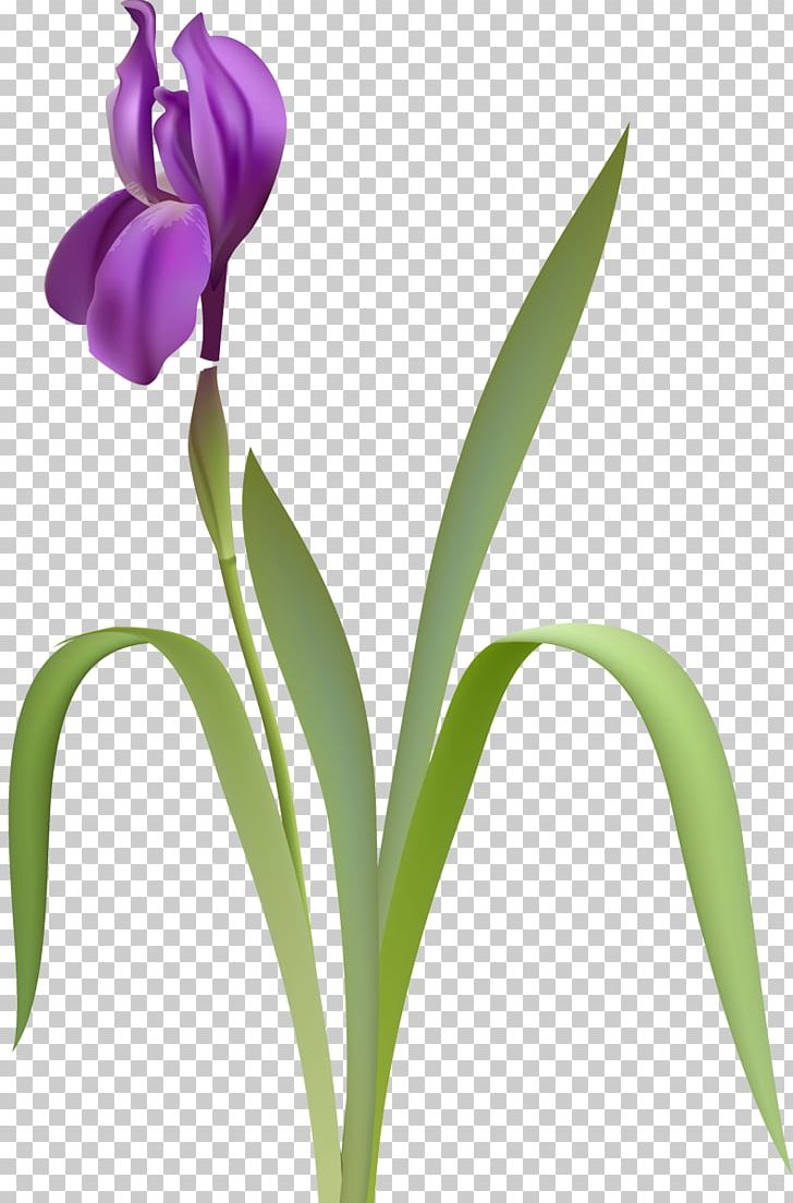 Flower Iris Versicolor PNG, Clipart, Bud, Cut Flowers, Drawing, Encapsulated Postscript, Flower Free PNG Download