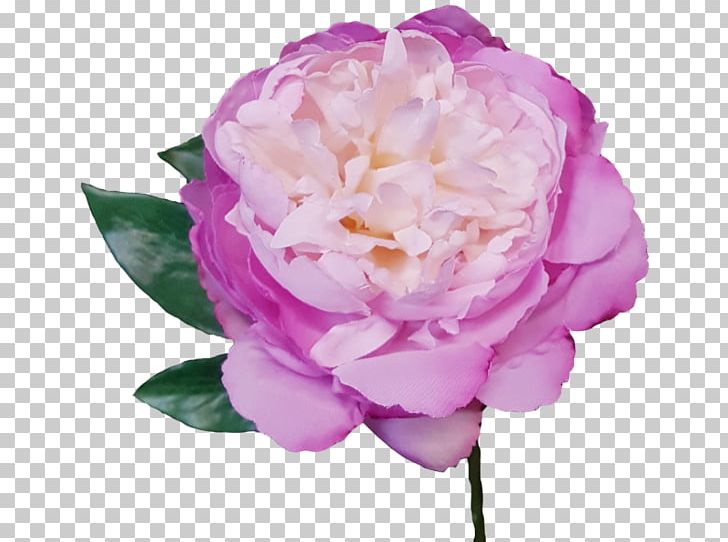 Garden Roses Peony Centifolia Roses Cut Flowers PNG, Clipart, Artificial Flower, Centifolia Roses, Cornflower, Floribunda, Flower Free PNG Download