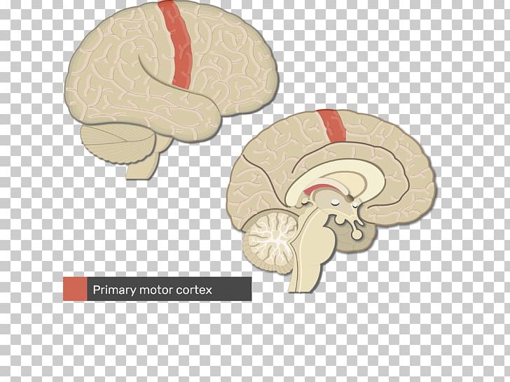 Primary Somatosensory Cortex Cerebral Cortex Gyrus Parietal Lobe PNG, Clipart, Area, Brain, Cerebral Cortex, Cortex, Gyrus Free PNG Download