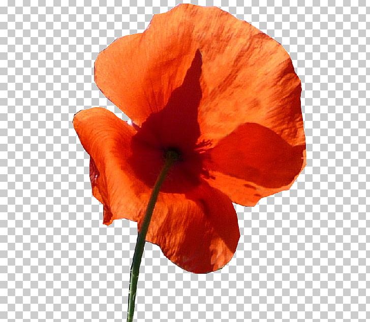Common Poppy Photography Orange Business Services Orchids PNG, Clipart, Common Poppy, Coquelicot, Flower, Flowering Plant, Orange Free PNG Download