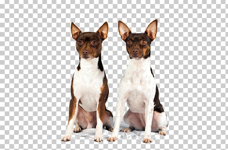 Dog Breed Miniature Fox Terrier Toy Fox Terrier Rat Terrier Tenterfield Terrier PNG, Clipart, Breed, Carnivoran, Chihuahua, Companion Dog, Dog Free PNG Download