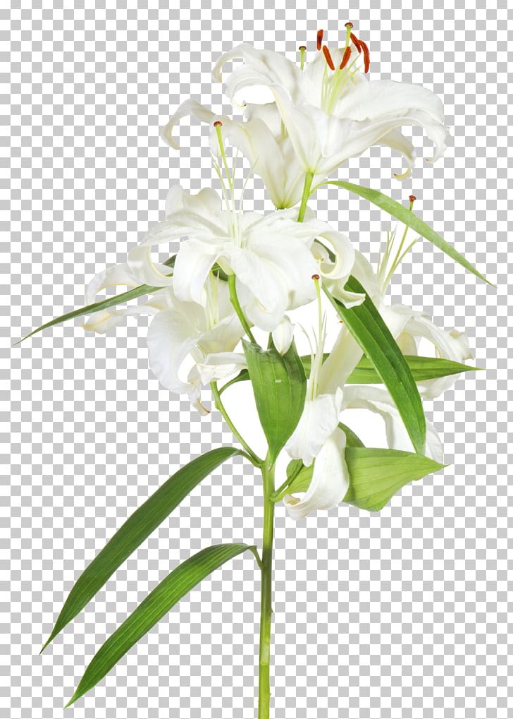 Easter Lily Floral Design Cut Flowers PNG, Clipart, Branch, Cut Flowers, Easter, Easter Lily, Eastertide Free PNG Download