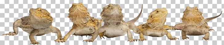 Lizard Reptile Central Bearded Dragon Pet Agamidae PNG, Clipart, Agamidae, Animal Figure, Animals, Beard, Bearded Dragons Free PNG Download