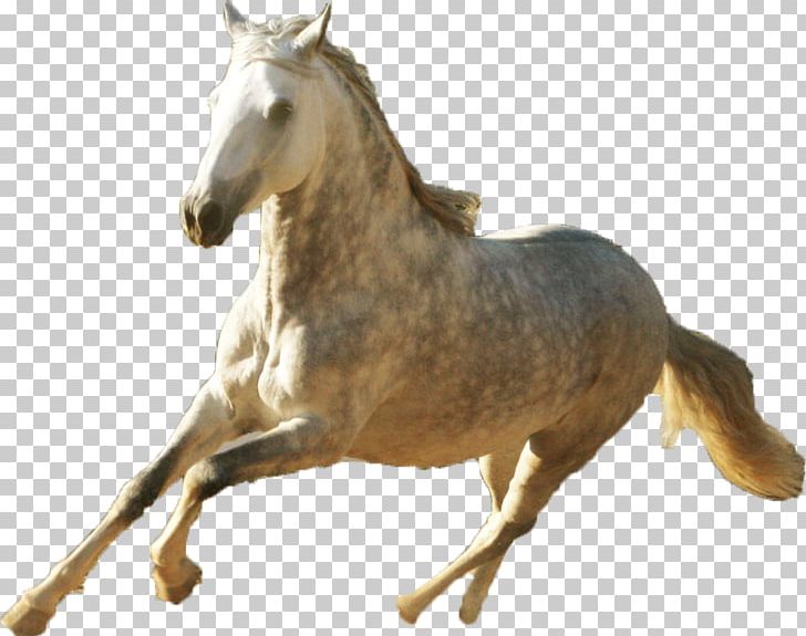 Mustang Paso Fino Peruvian Paso American Quarter Horse Stallion PNG, Clipart, American Quarter Horse, Animal Figure, Breed, Bridle, Dressage Free PNG Download