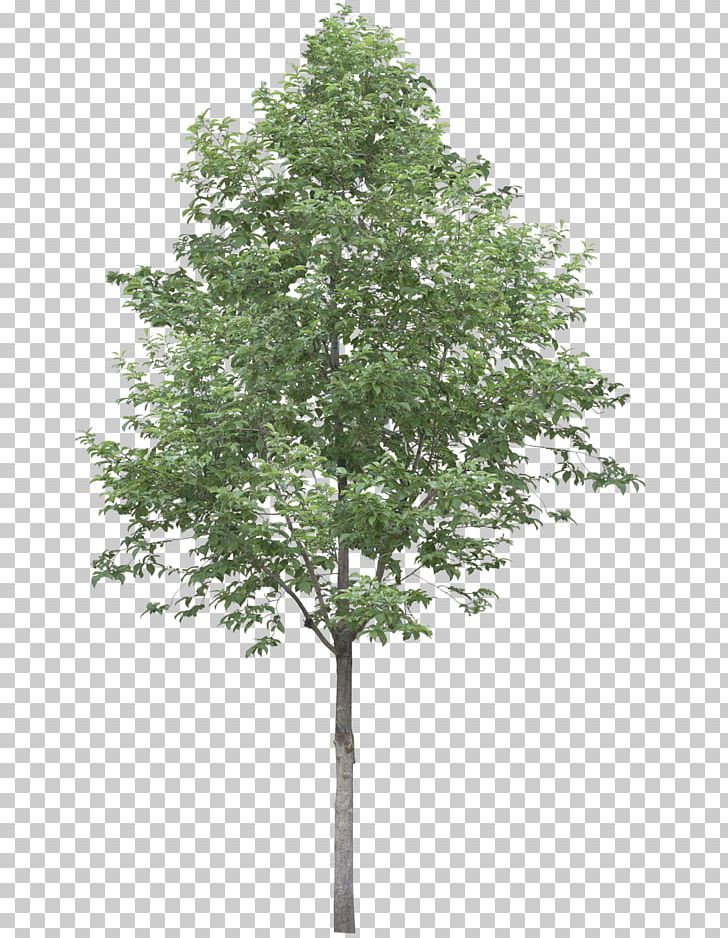 Populus Alba Tree Oak Stock Photography PNG, Clipart, Angel Oak, Birch, Branch, Clip Art, Cottonwood Free PNG Download
