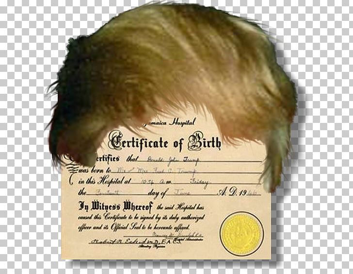 President Of The United States Birth Certificate Template Résumé PNG, Clipart, Author, Barack Obama, Birth, Birth Certificate, Death Certificate Free PNG Download