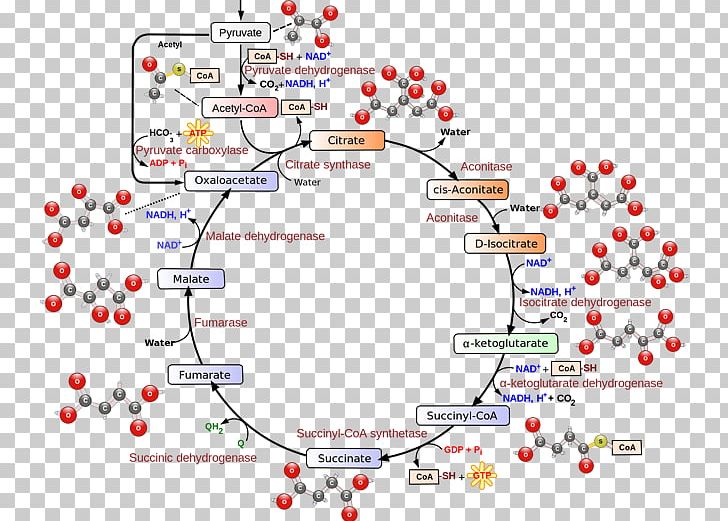 Citric Acid Cycle Cellular Respiration Biochemistry Adenosine Triphosphate PNG, Clipart, Acid, Adenosine Triphosphate, Area, Atp Synthase, Biochemistry Free PNG Download