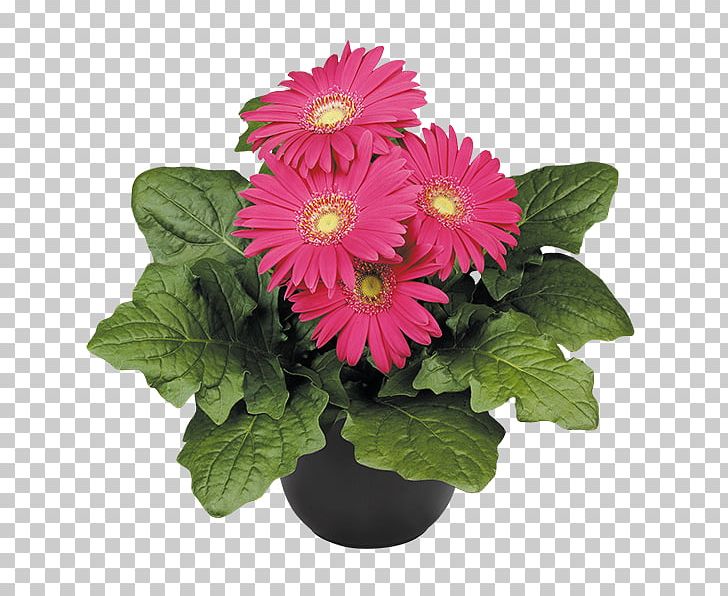 Florium Transvaal Daisy Cut Flowers Plant PNG, Clipart, Annual Plant, Chrysanthemum, Chrysanths, Cut Flowers, Dahlia Free PNG Download