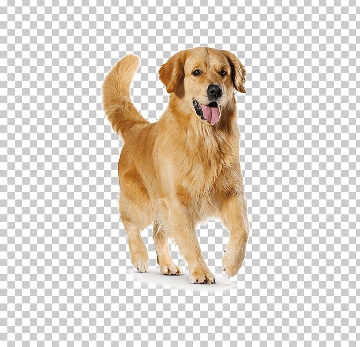 Golden Retriever Nova Scotia Duck Tolling Retriever Puppy Dog Breed Companion Dog PNG, Clipart, Animals, Breed, Breed Group Dog, Carnivoran, Companion Dog Free PNG Download