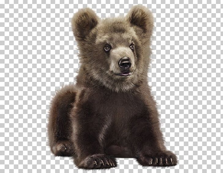 Grizzly Bear Giant Panda Polar Bear El Oso Pardo PNG, Clipart, Animal, Animals, Asian Black Bear, Bear, Brown Bear Free PNG Download