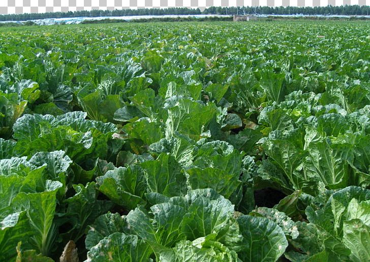 Napa Cabbage Cash Crop Plantation Vegetable Agriculture PNG, Clipart, Agricultural, Cabbage, Crop, Farm, Farming Free PNG Download