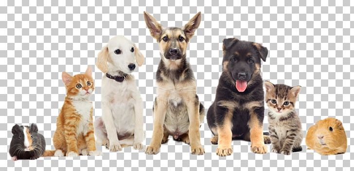 Pet Sitting Dog National Pet Month Veterinarian PNG, Clipart, Animal, Animal Figure, Animals, Carnivoran, Dog Free PNG Download