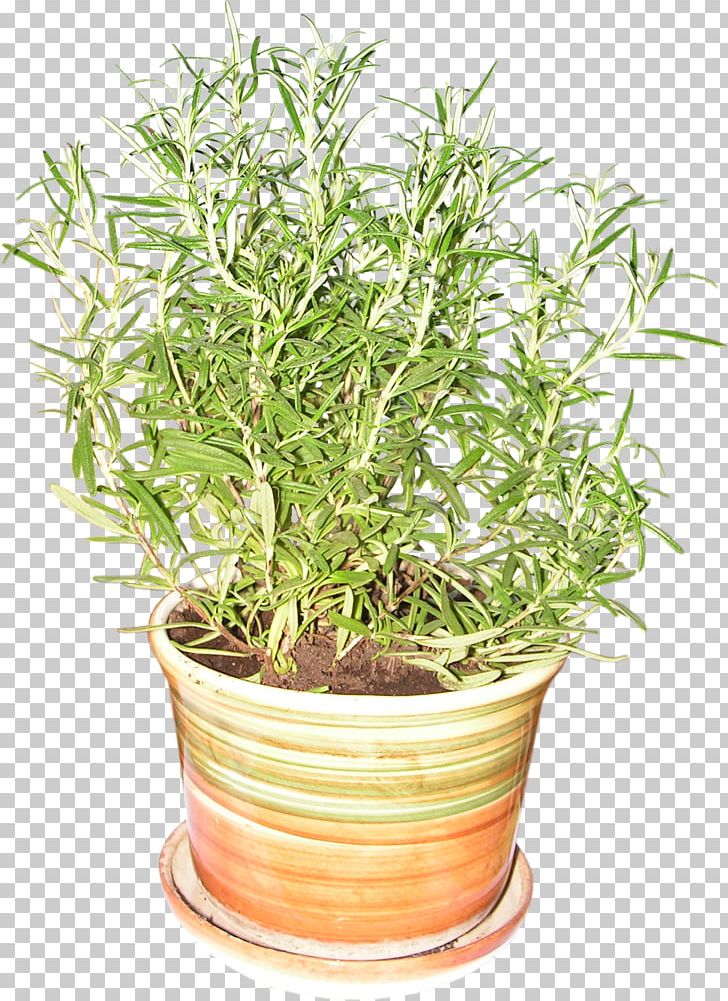 Rosemary Plant Herb Flowerpot Spice PNG, Clipart, Almond, Fines Herbes, Flowerpot, Food, Food Drinks Free PNG Download