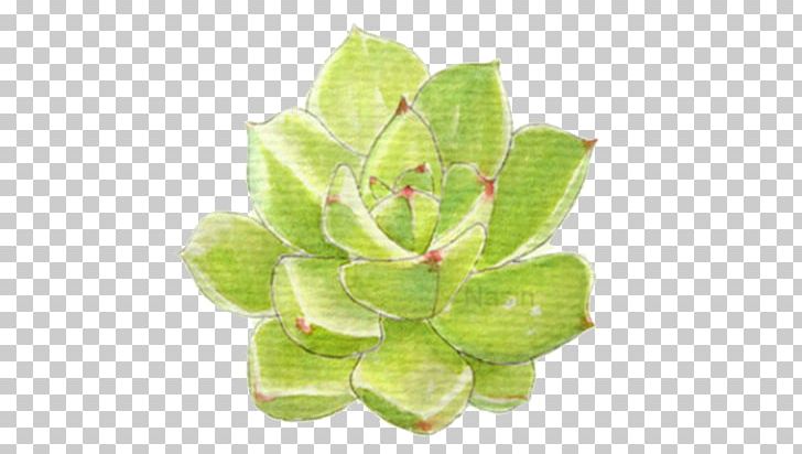 Succulent Plant Leaf Drawing PNG, Clipart, Bonsai, Cartoon, Color, Colored Pencil, Color Of Lead Free PNG Download