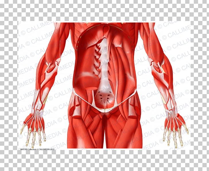 Hip Muscle Illustration Anatomique Tendon Anatomy PNG, Clipart, Abdomen, Abdomen Anatomy, Anatomy, Arm, Bone Free PNG Download