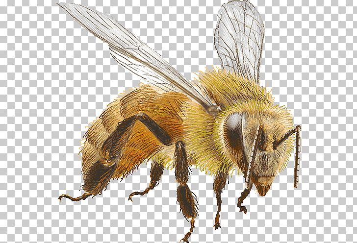 Honey Bee Bumblebee PNG, Clipart, Animal, Apidae, Arthropod, Bee, Bumblebee Free PNG Download