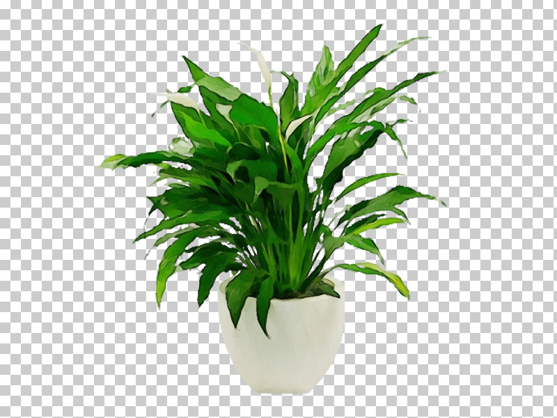 Living Room Houseplant Plant Stem Flowerpot Bonsai PNG, Clipart, Bonsai, Color, Drawing Room, Floor, Flowerpot Free PNG Download