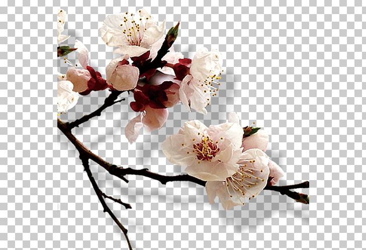 China Exhibition Place Rou Jia Mo Book Library PNG, Clipart, April, Artificial Flower, Black White, Branch, Flower Free PNG Download