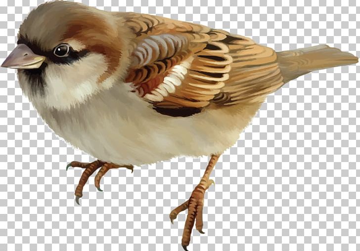 House Sparrow Bird Stock Photography PNG, Clipart, Animals, Beak, Bird, Computer Icons, Fauna Free PNG Download
