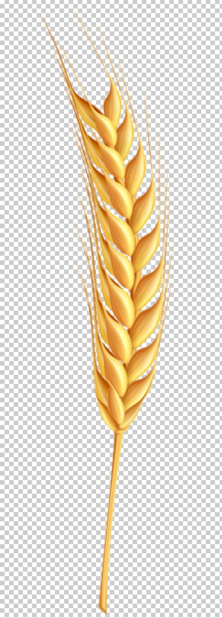 Wheat PNG, Clipart, Background, Commodity, Computer Icons, Download, Explore Free PNG Download