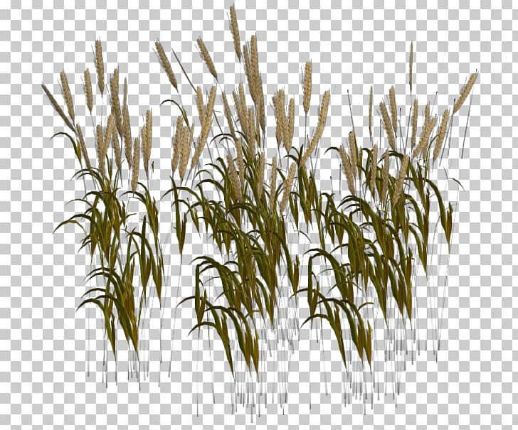 Wheatgrass Harvest Seed PNG, Clipart, 3d Rendering, Cereal, Commodity, Computer Icons, Food Grain Free PNG Download