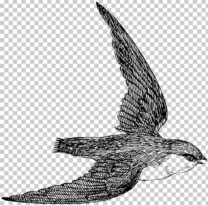Chimney Swift PNG, Clipart, Accipitriformes, Bald Eagle, Beak, Bird, Bird Of Prey Free PNG Download