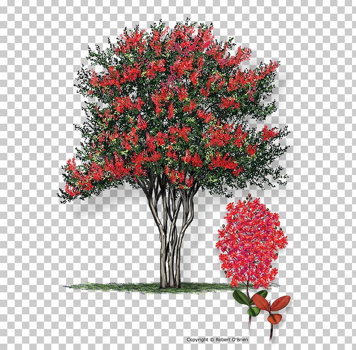 Crepe-myrtle Tree Plant Shrub PNG, Clipart, Blossom, Branch, Color, Crepe Myrtle, Crepemyrtle Free PNG Download