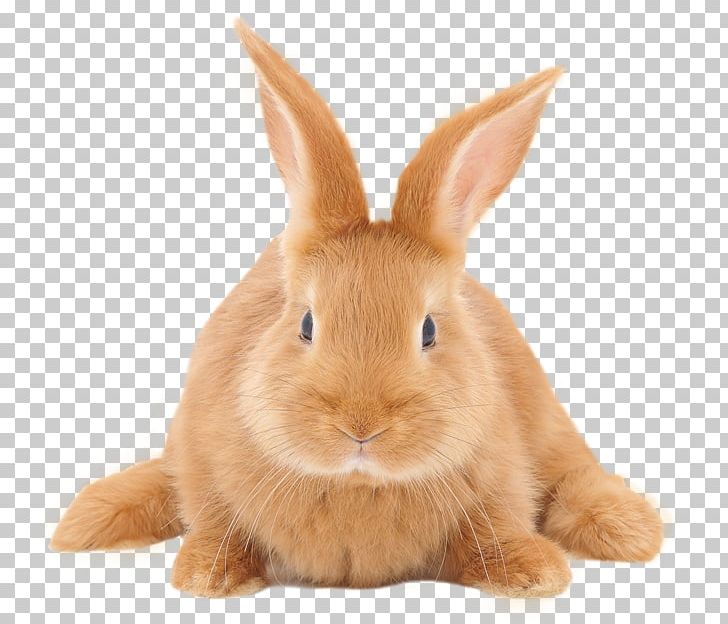 Domestic Rabbit Cruelty-free Hare Stock Photography PNG, Clipart, Animals, Bunny, Bunny Rabbit, Crueltyfree, Domestic Rabbit Free PNG Download