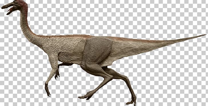 Gallimimus Moab Giants Velociraptor Common Ostrich PNG, Clipart, Animal Figure, Animals, Beak, Camarasaurus, Coelophysis Free PNG Download