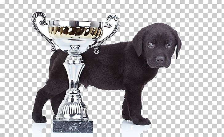 Labrador Retriever Puppy Dog Breed Companion Dog Pet PNG, Clipart, Carnivoran, Cat, Companion Dog, Dog, Dog Breed Free PNG Download