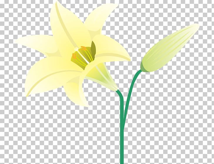 Narcissus Cut Flowers Plant Stem Bud PNG, Clipart, Amaryllis Family, Bud, Cut Flowers, Flora, Flower Free PNG Download