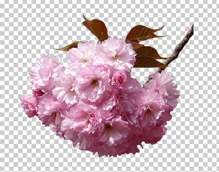 National Cherry Blossom Festival Hanami Flower PNG, Clipart, Blossom, Branch, Cherry Blossom, Cut Flowers, Floral Design Free PNG Download