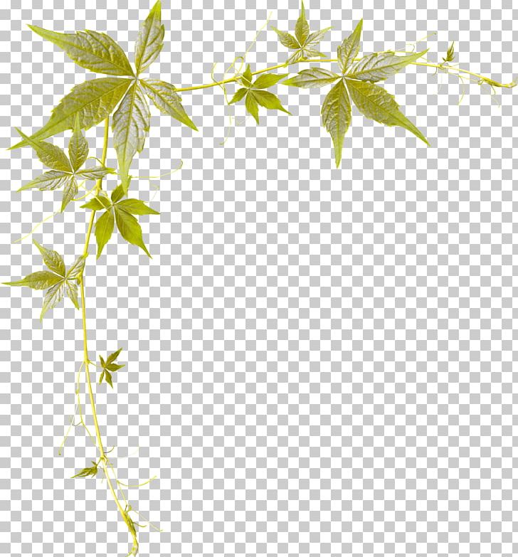Leaf Photography Branch PNG, Clipart, Art, Blog, Branch, Drawing, Flora Free PNG Download