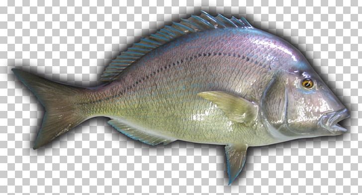Tilapia Northern Red Snapper Bass Cod Porgy Fishing PNG, Clipart, Barramundi, Bass, Black Sea Bass, Boston Lobster, Cod Free PNG Download