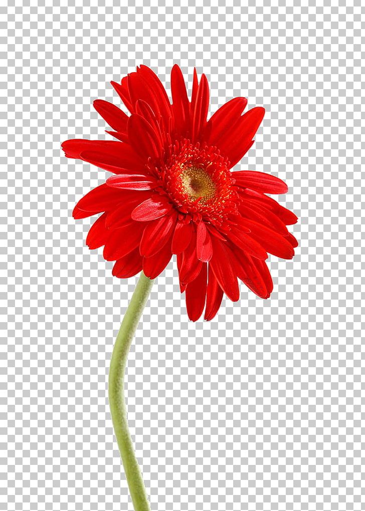 Transvaal Daisy Chrysanthemum Photography PNG, Clipart, Asteraceae, Biological, Biological World, Dahlia, Daisy Family Free PNG Download